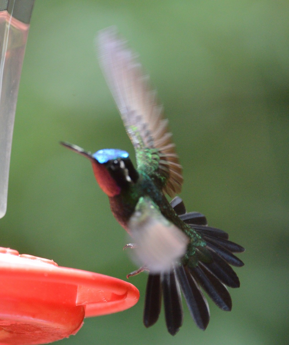 Purple-throated Mountain-gem - ML645562153