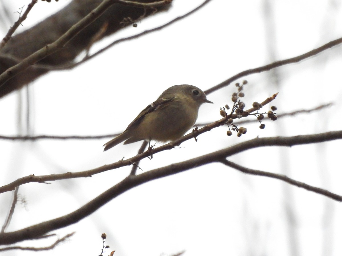 Ruby-crowned Kinglet - ML645562174