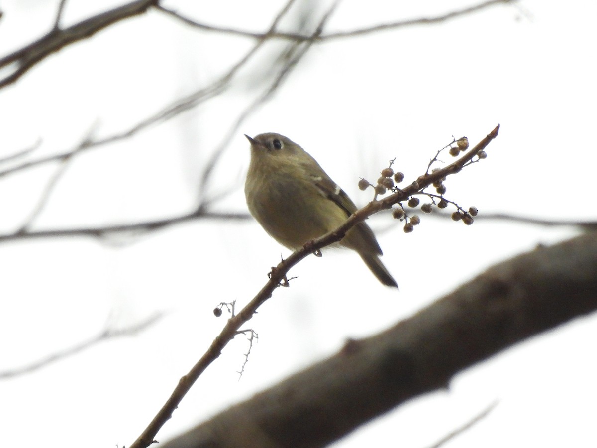 Ruby-crowned Kinglet - ML645562175