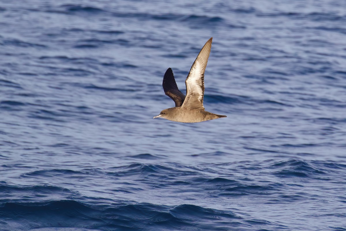 Sooty Shearwater - ML645562184