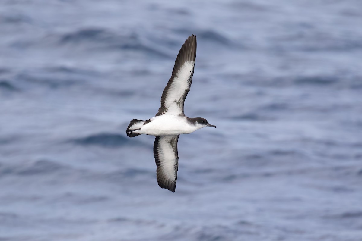 Puffin des Anglais - ML645562189