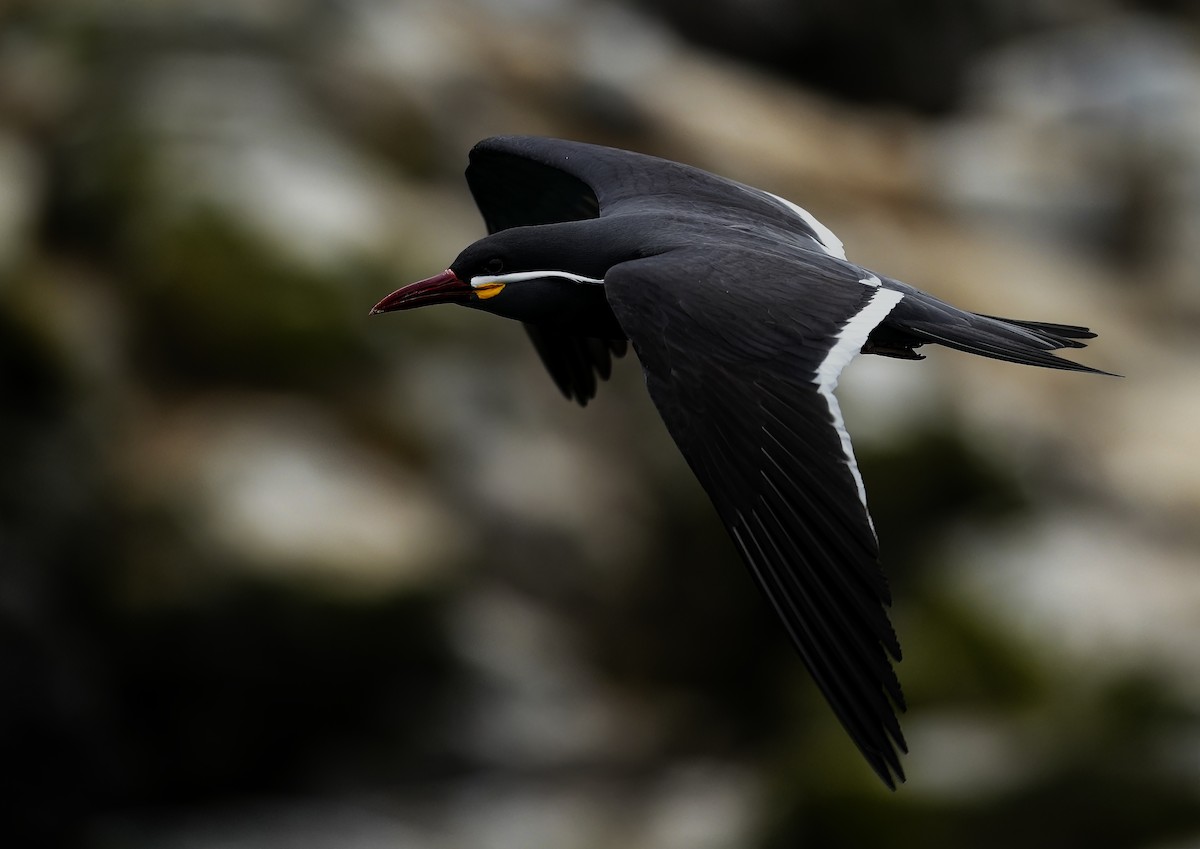 Inca Tern - ML645562193