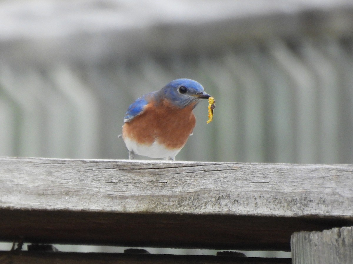 Eastern Bluebird - ML645562205