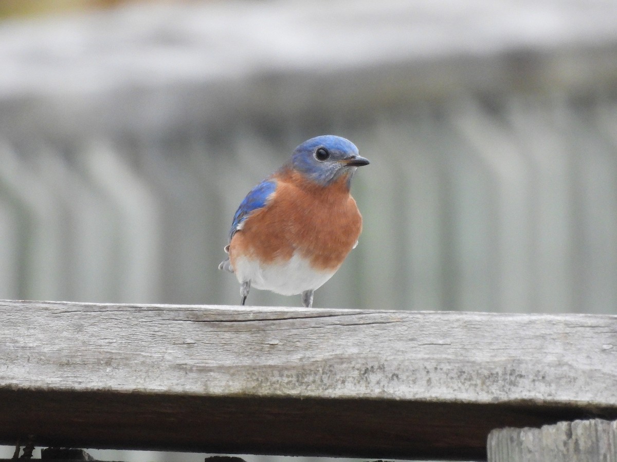 Eastern Bluebird - ML645562206