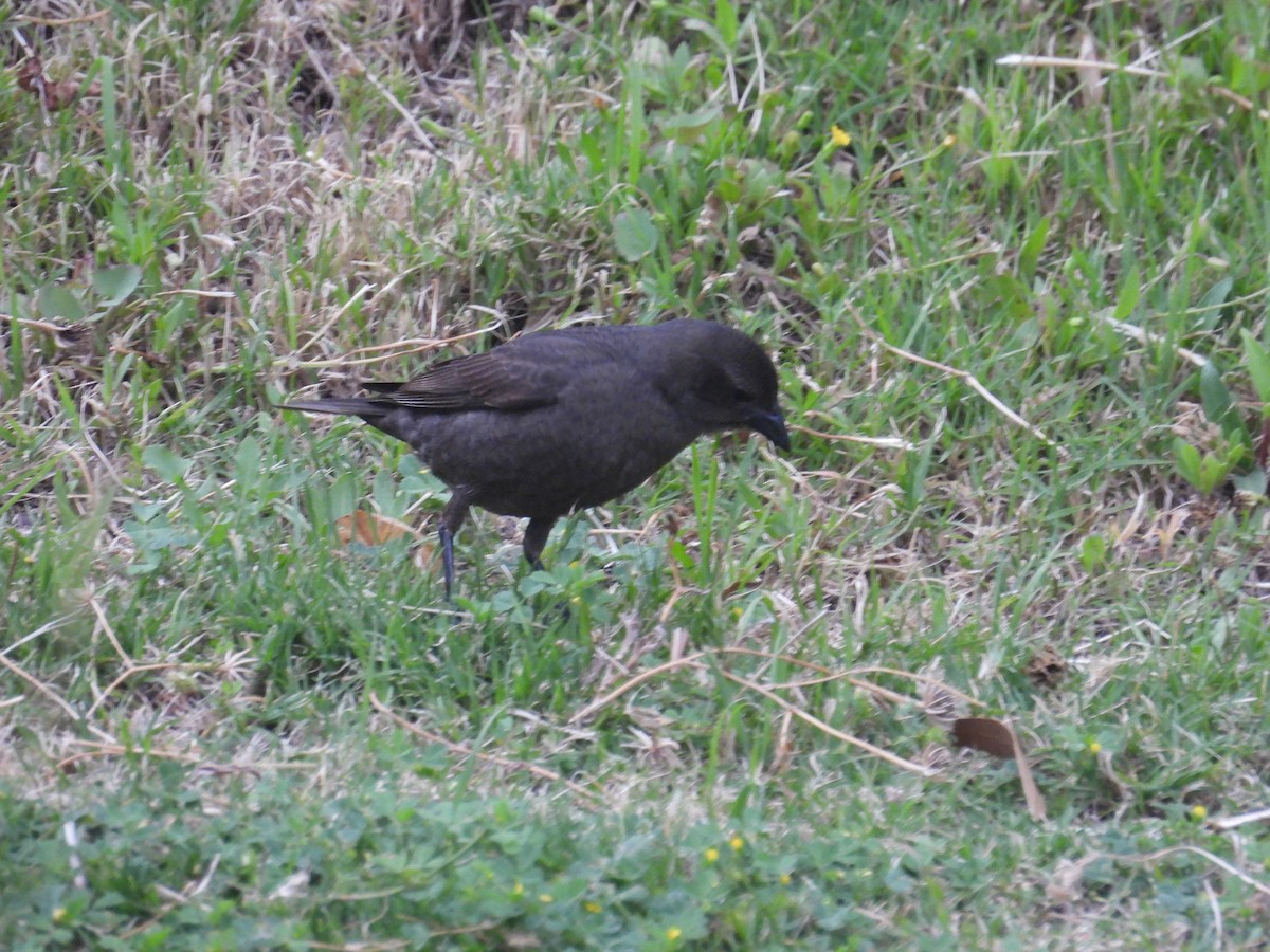 Vacher luisant - ML645562226