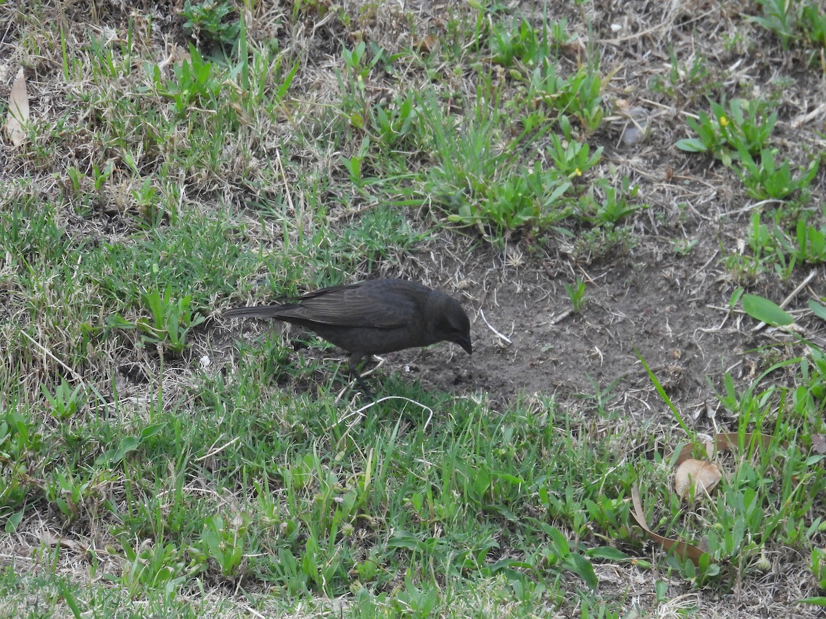 Vacher luisant - ML645562227