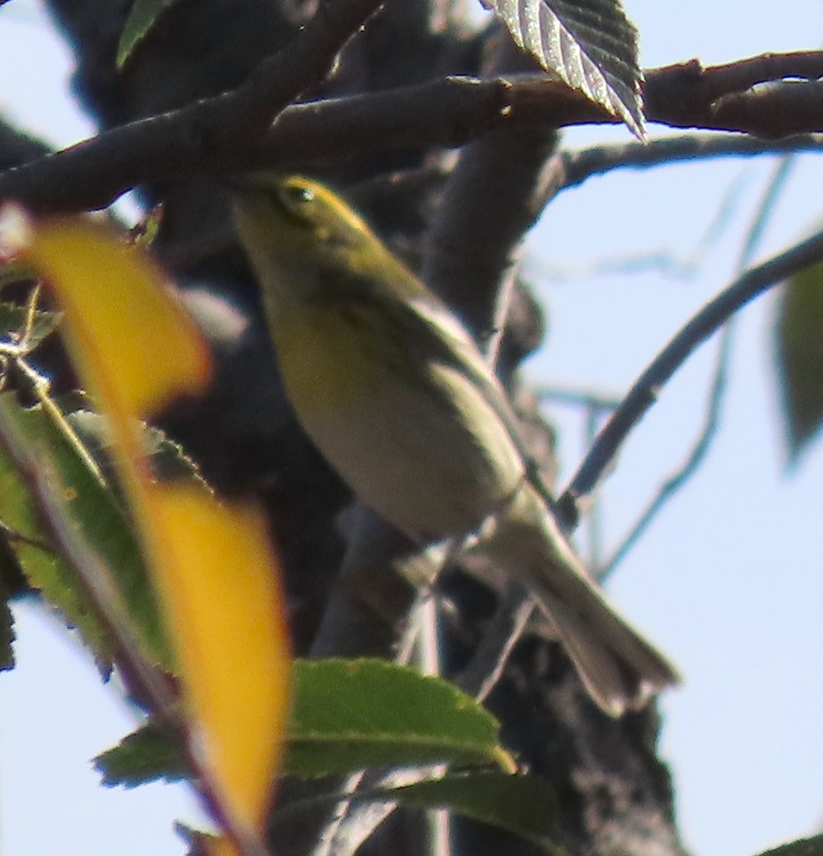 Townsend's Warbler - ML645562238