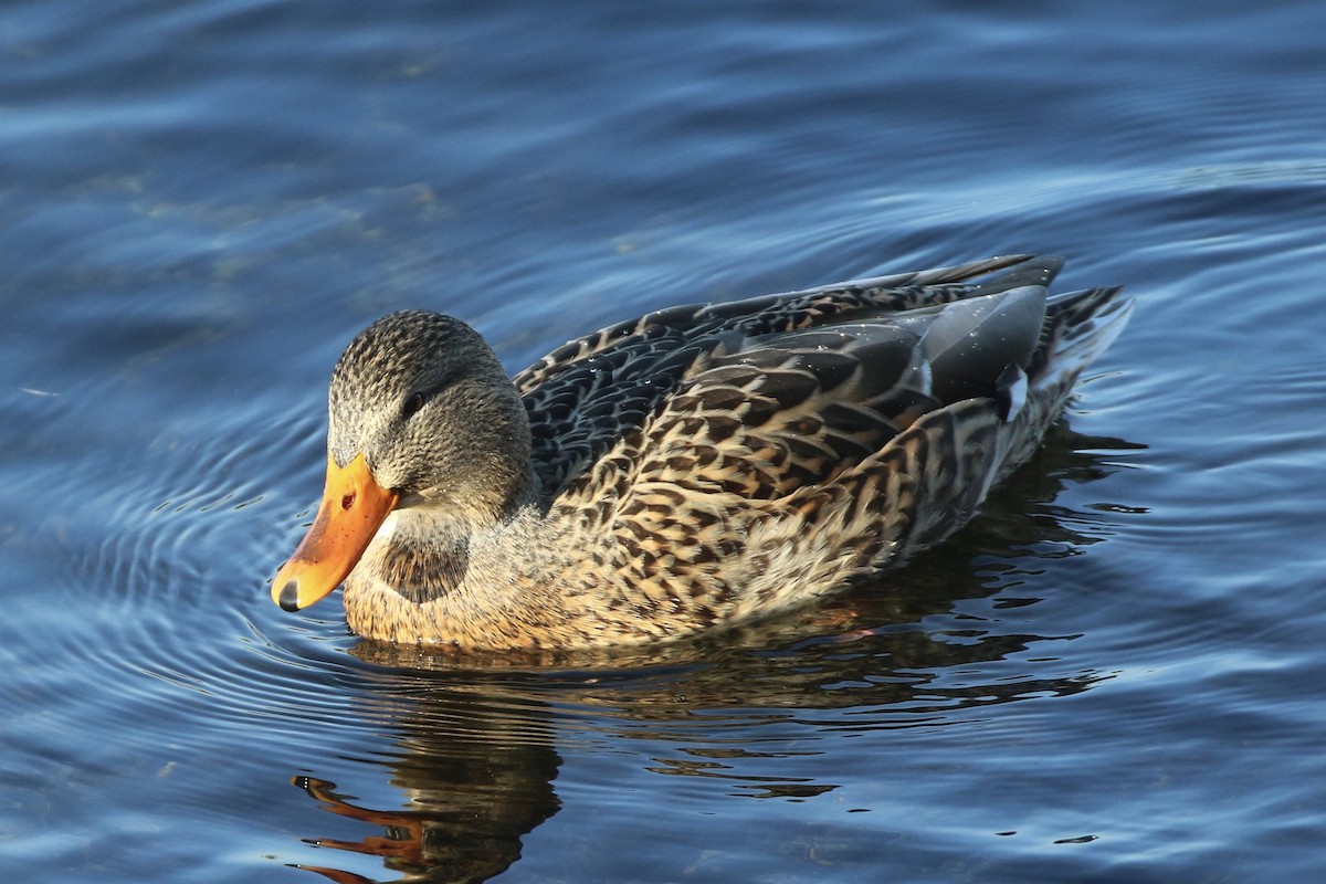 Canard colvert - ML645562239