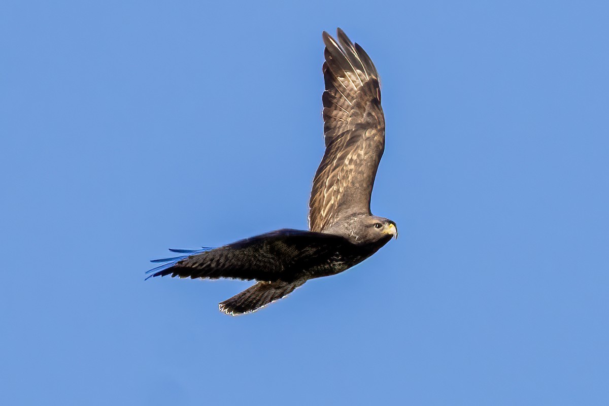 Buse variable - ML645562240