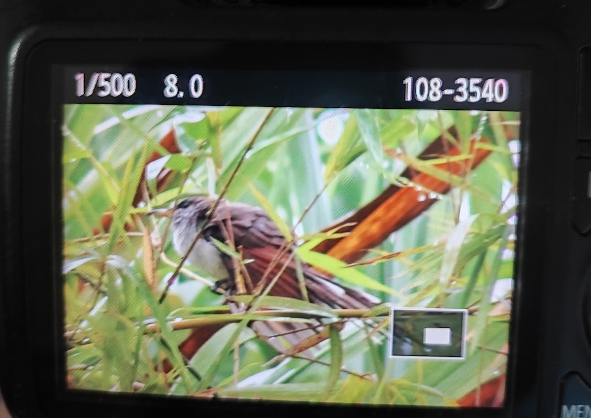 Yellow-billed Cuckoo - ML645562243