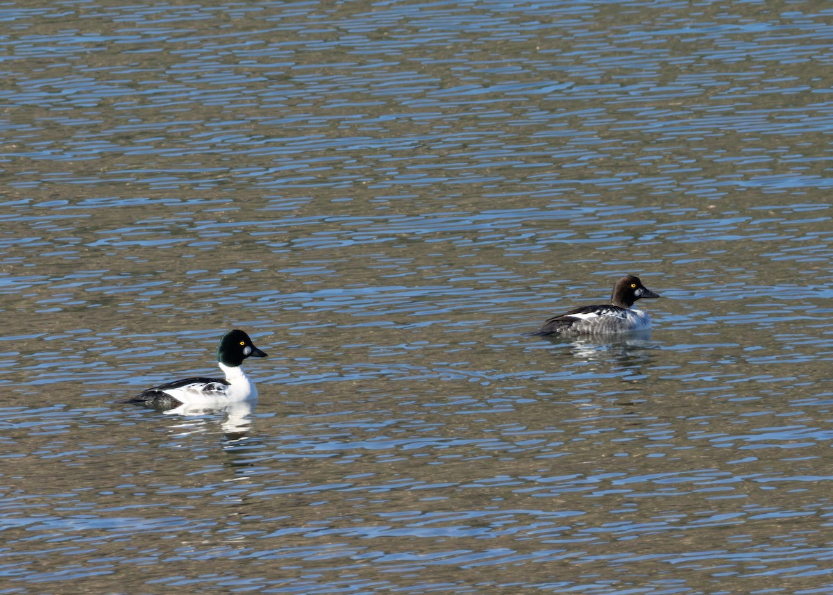 Garrot à oeil d'or - ML645562244