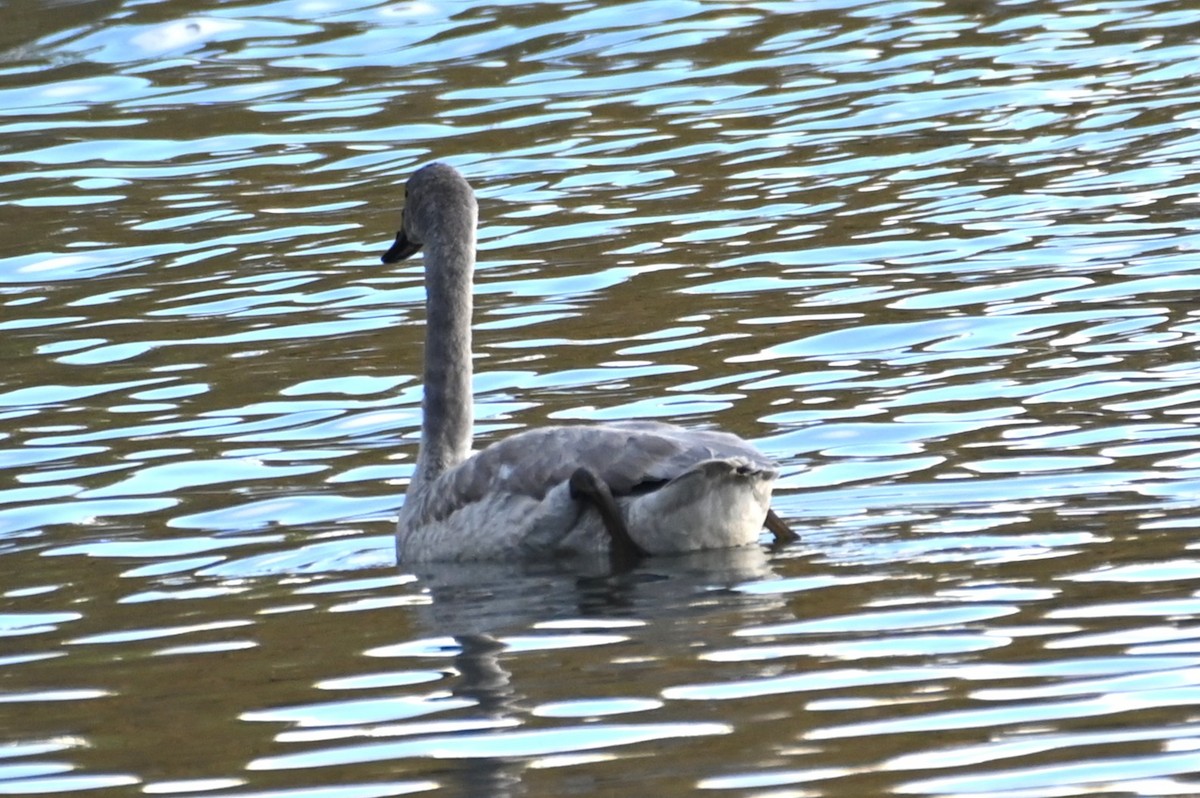 Cygne trompette - ML645562245