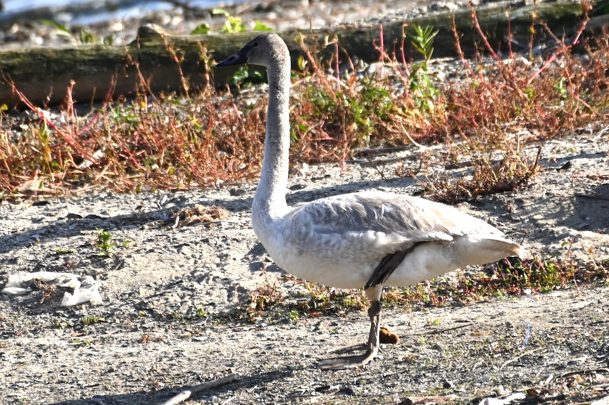 Cygne trompette - ML645562246