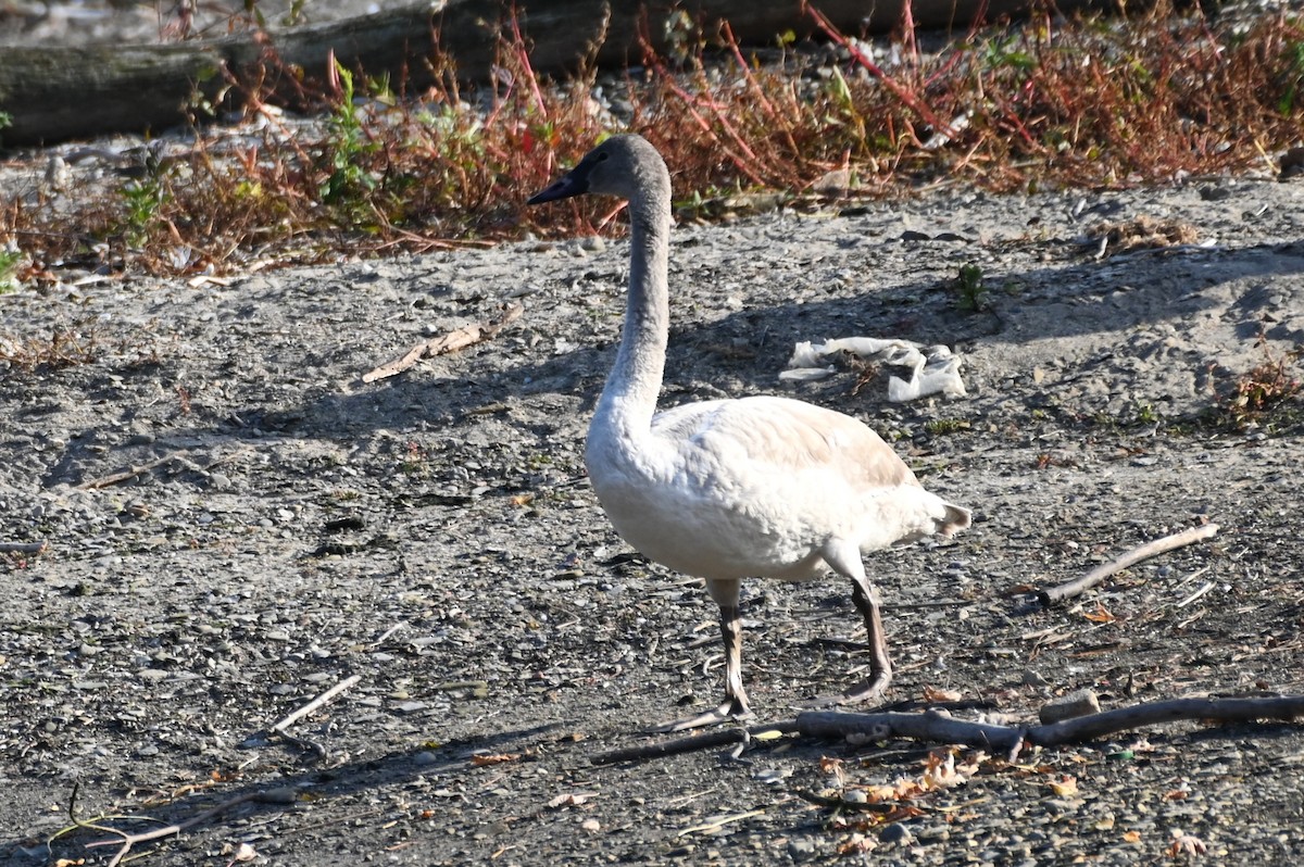 Cygne trompette - ML645562247