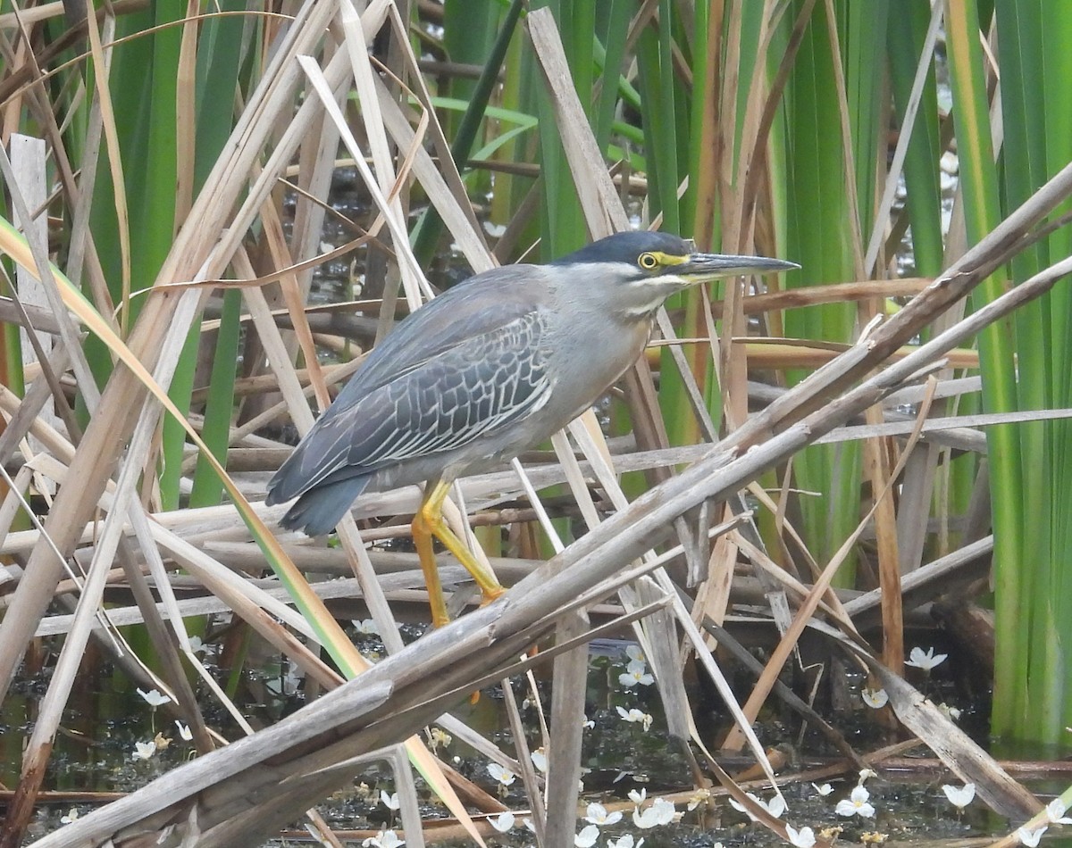 Héron strié - ML645562248