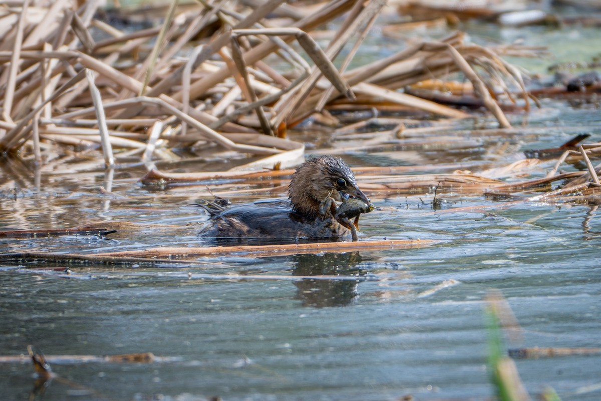 Grèbe à bec bigarré - ML645562250