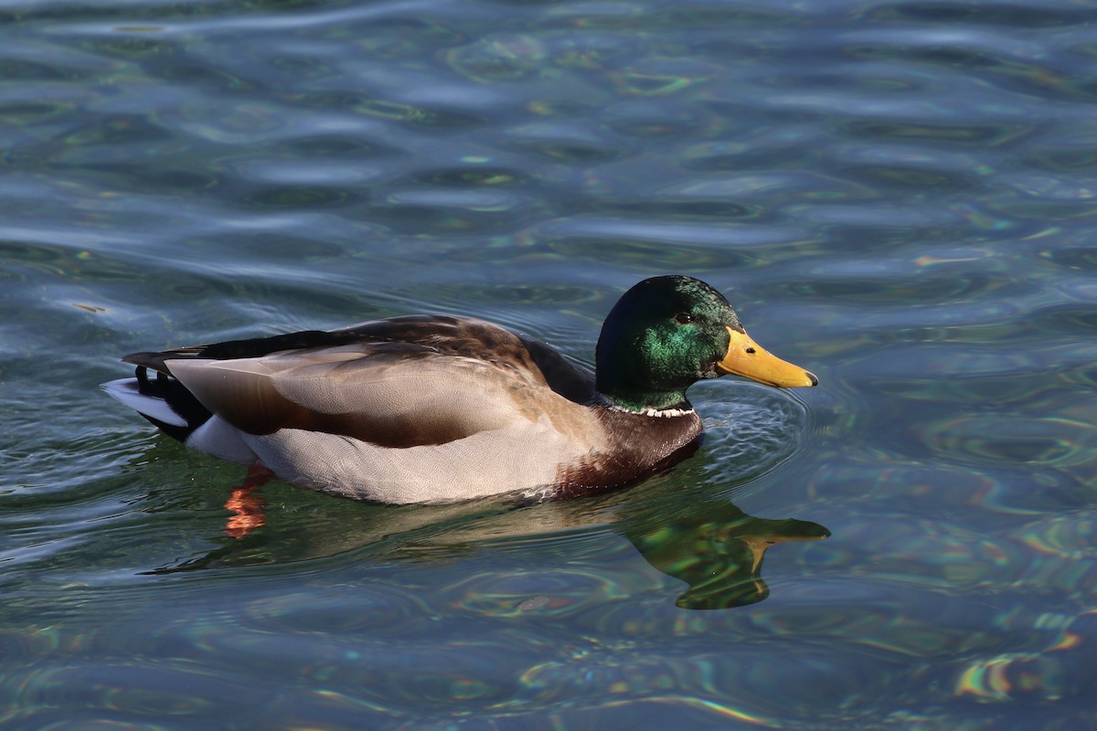 Canard colvert - ML645562251