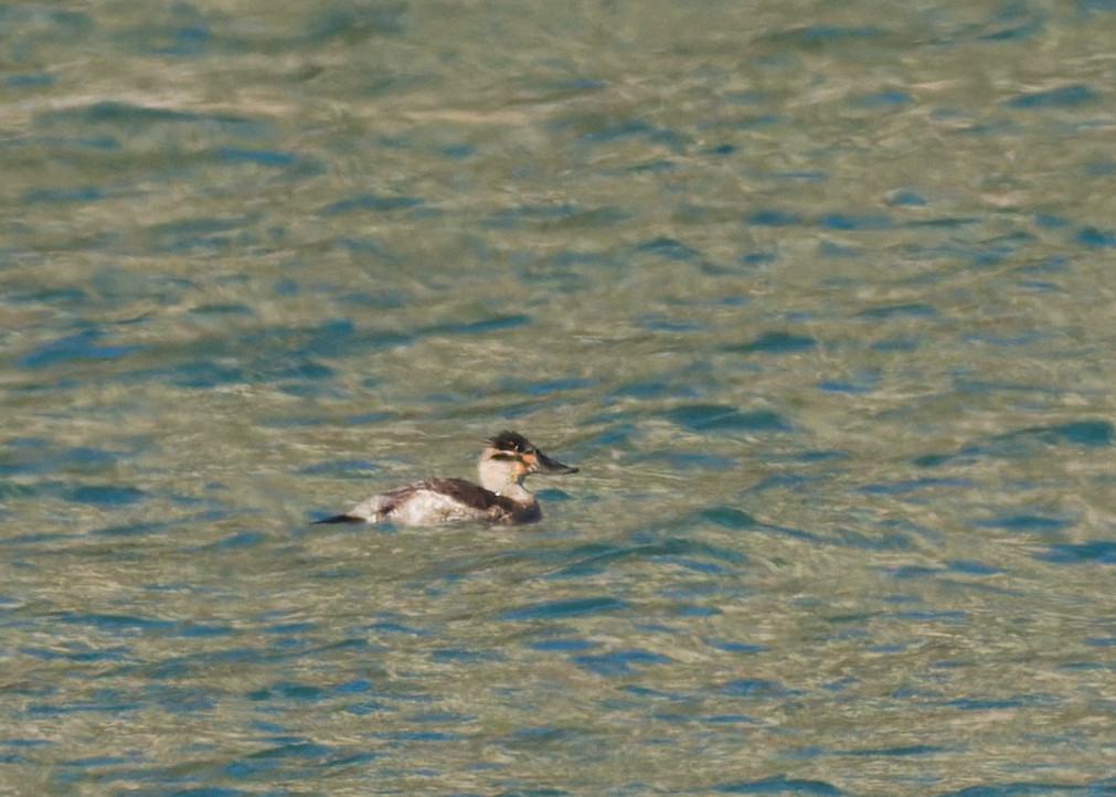 Érismature rousse - ML645562252