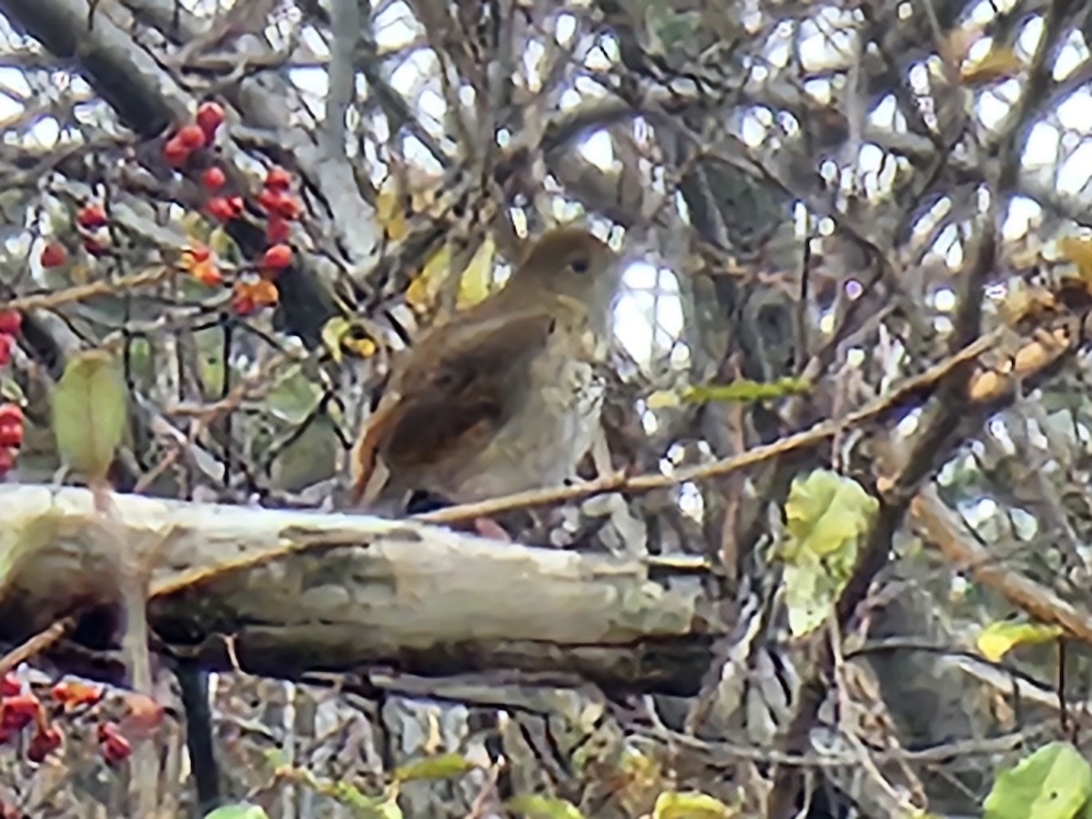 Grive solitaire - ML645562253