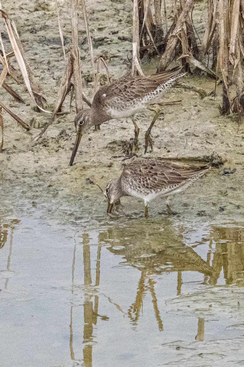 Bécassin roux - ML645562255