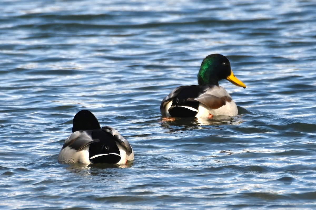 Canard colvert - ML645562260