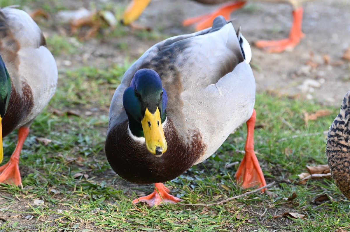 Canard colvert - ML645562261