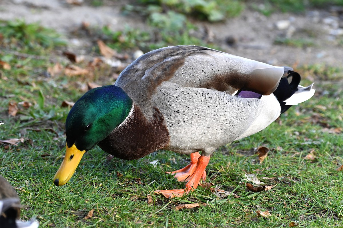 Canard colvert - ML645562263