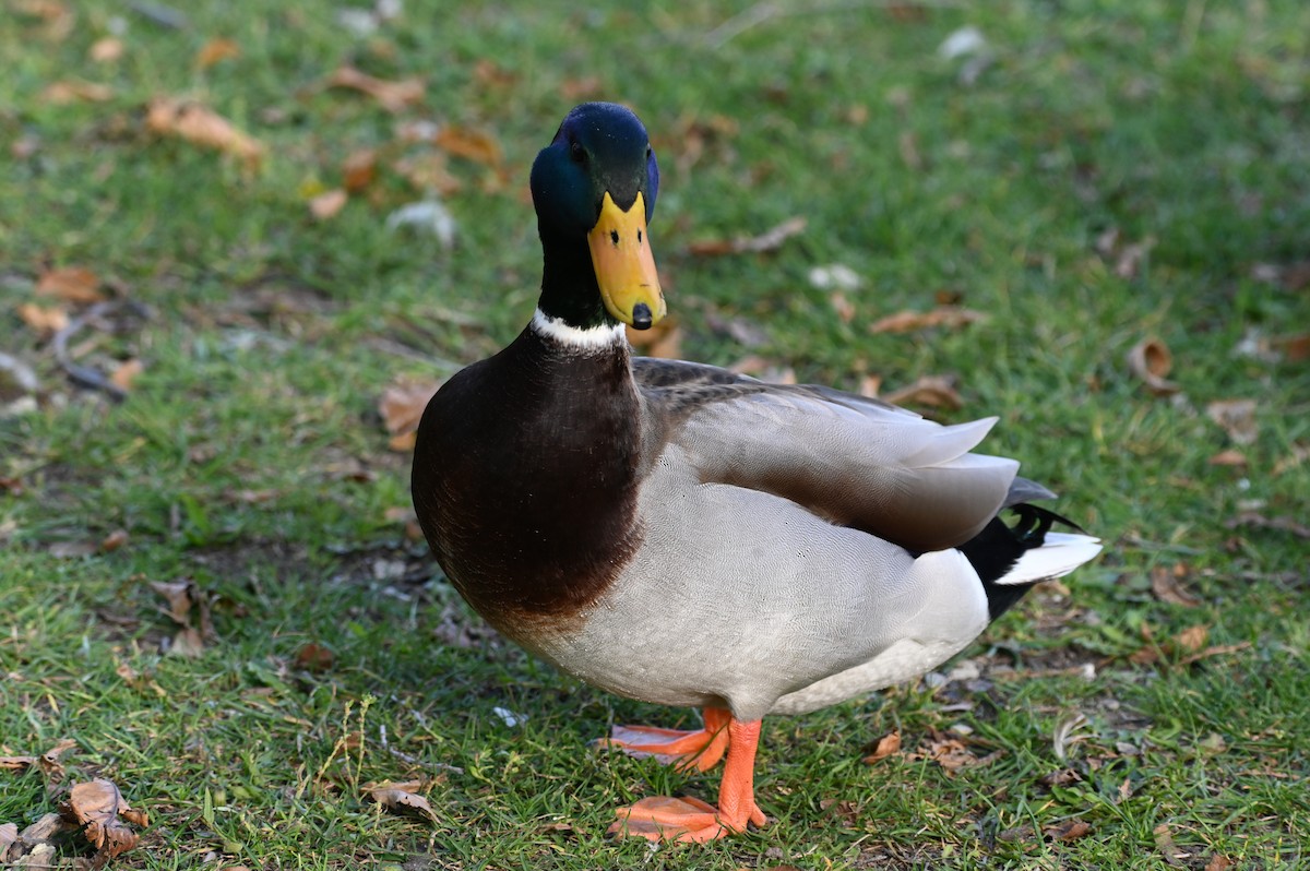 Canard colvert - ML645562264