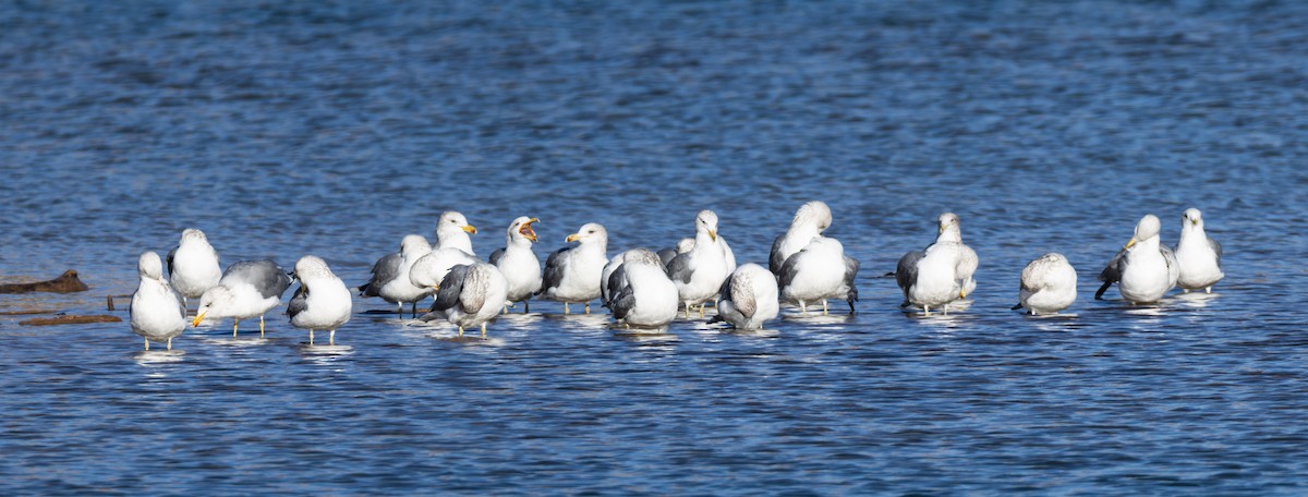 Goéland de Californie - ML645562265