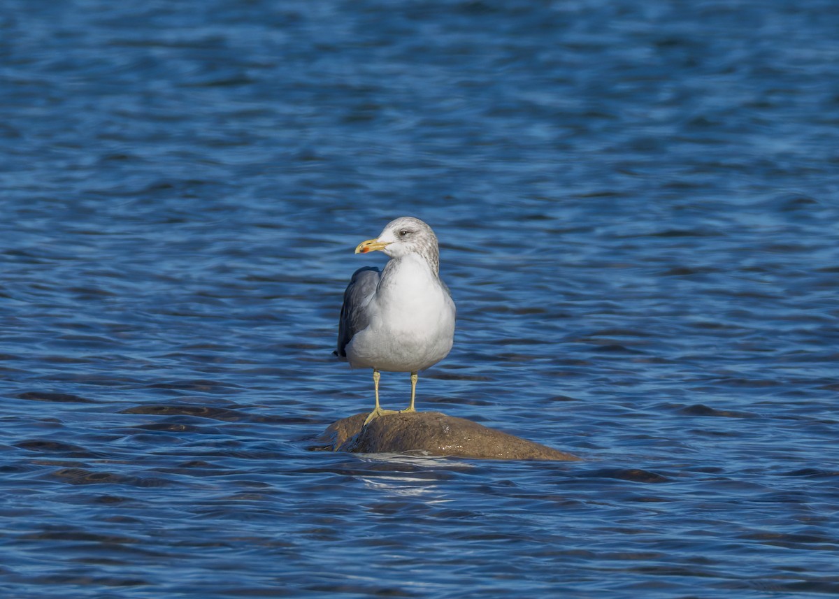 Goéland de Californie - ML645562267