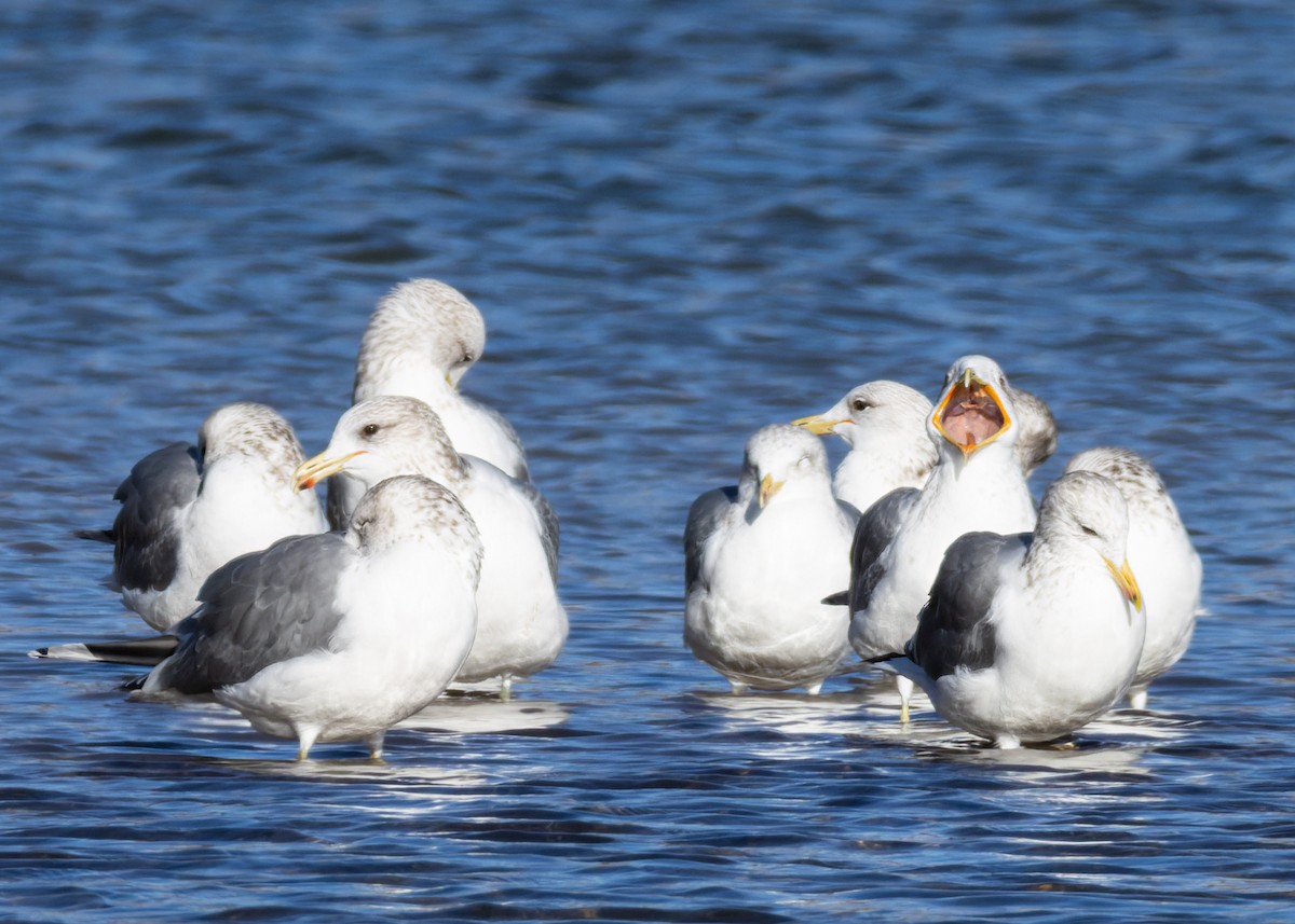 Goéland de Californie - ML645562272