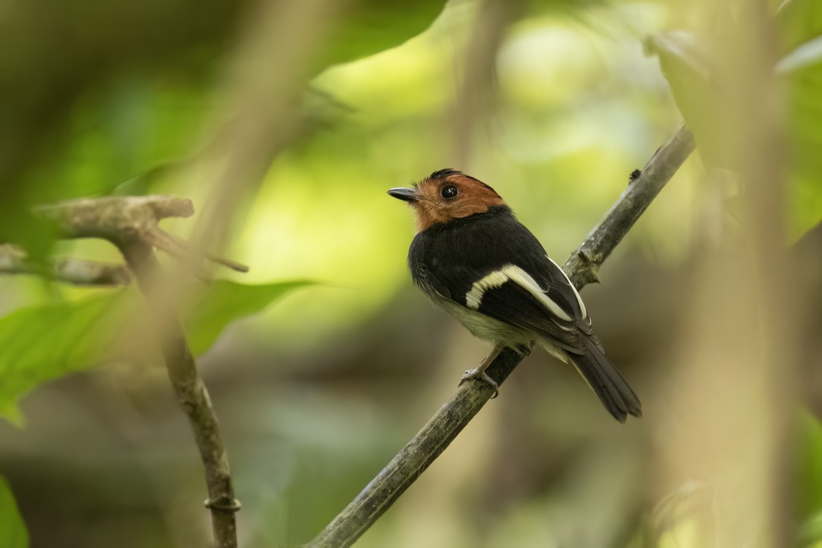 Tyranneau d'André - ML645562276