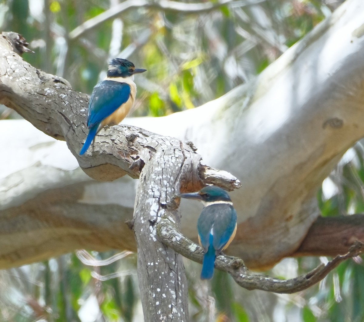 Martin-chasseur sacré - ML645562277