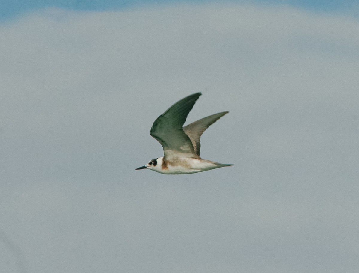 Guifette noire - ML645562278