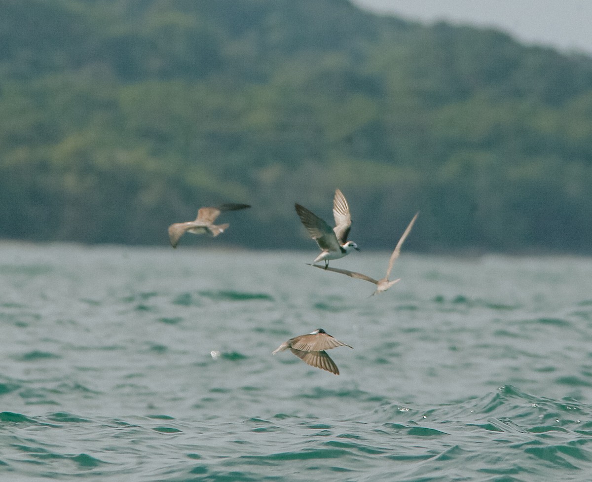 rybák černý - ML645562279