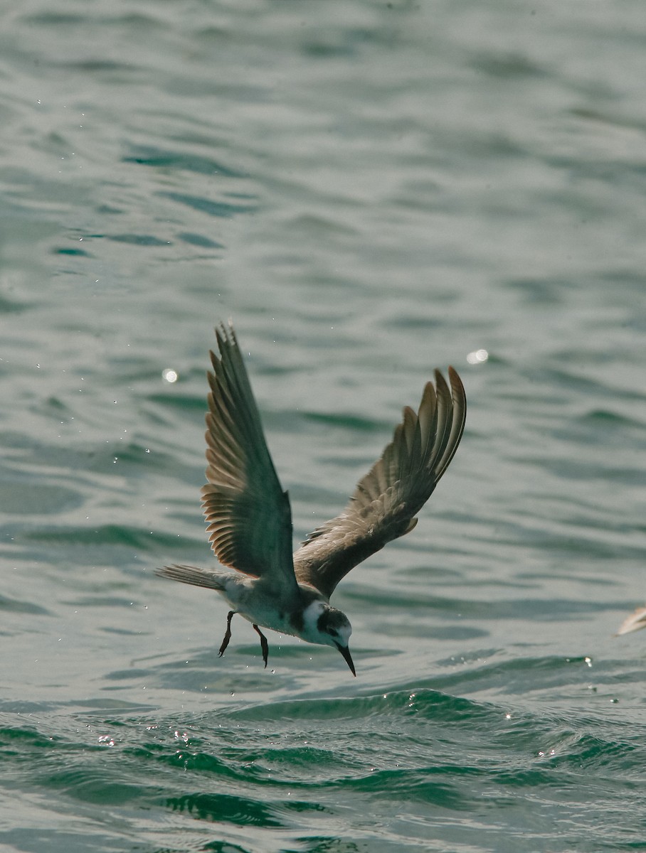 Guifette noire - ML645562280