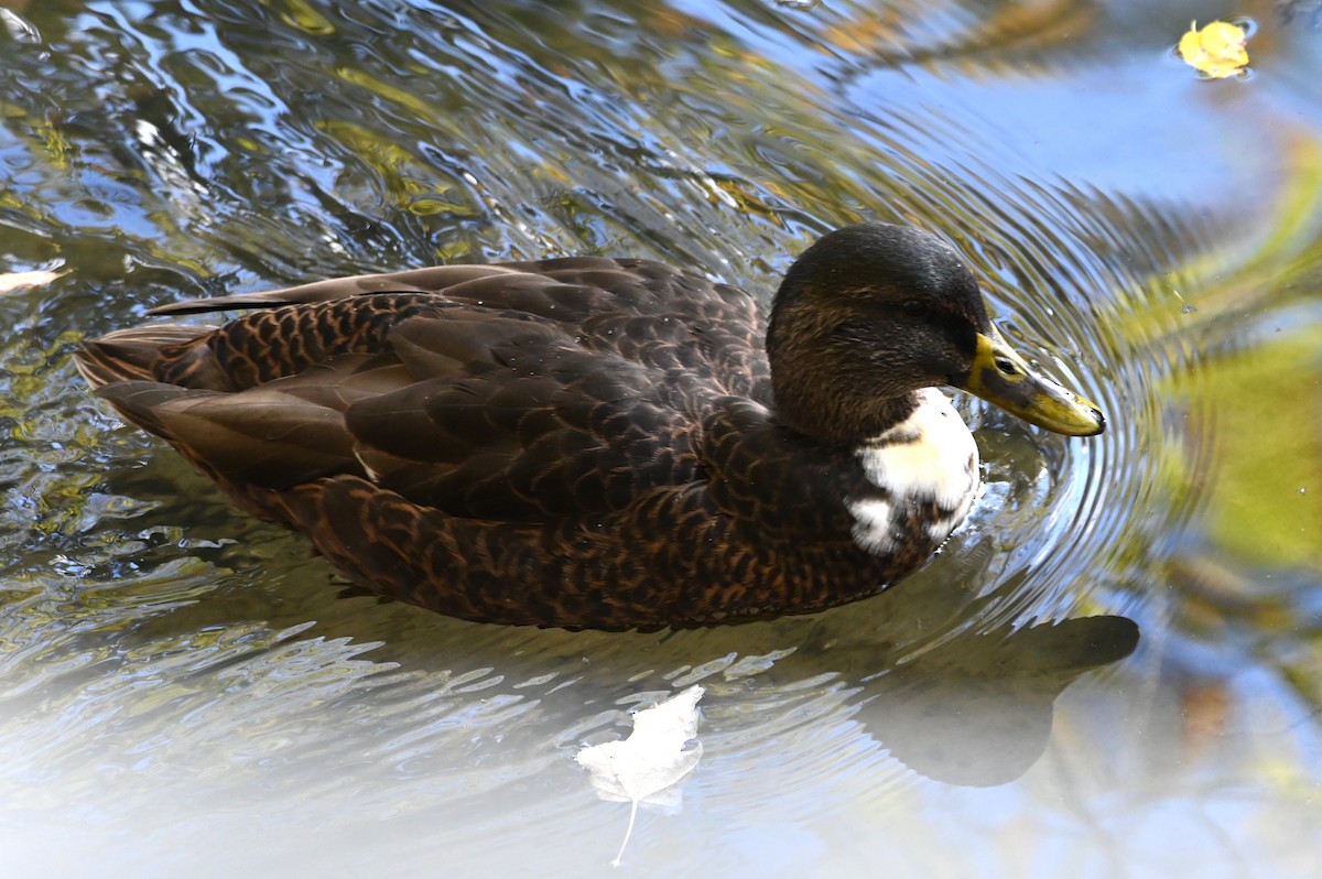 Canard colvert (forme domestique) - ML645562283