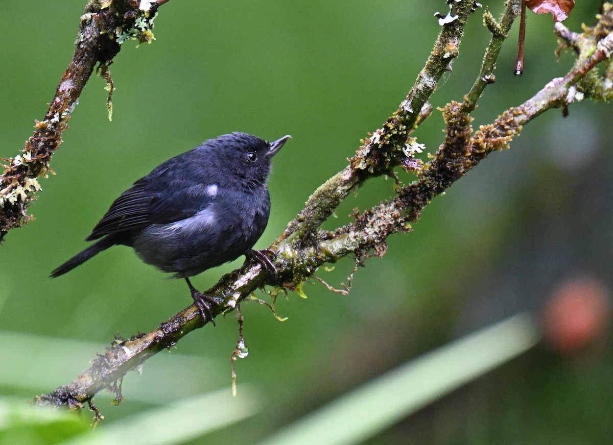 Pinchaflor Flanquiblanco - ML645562306