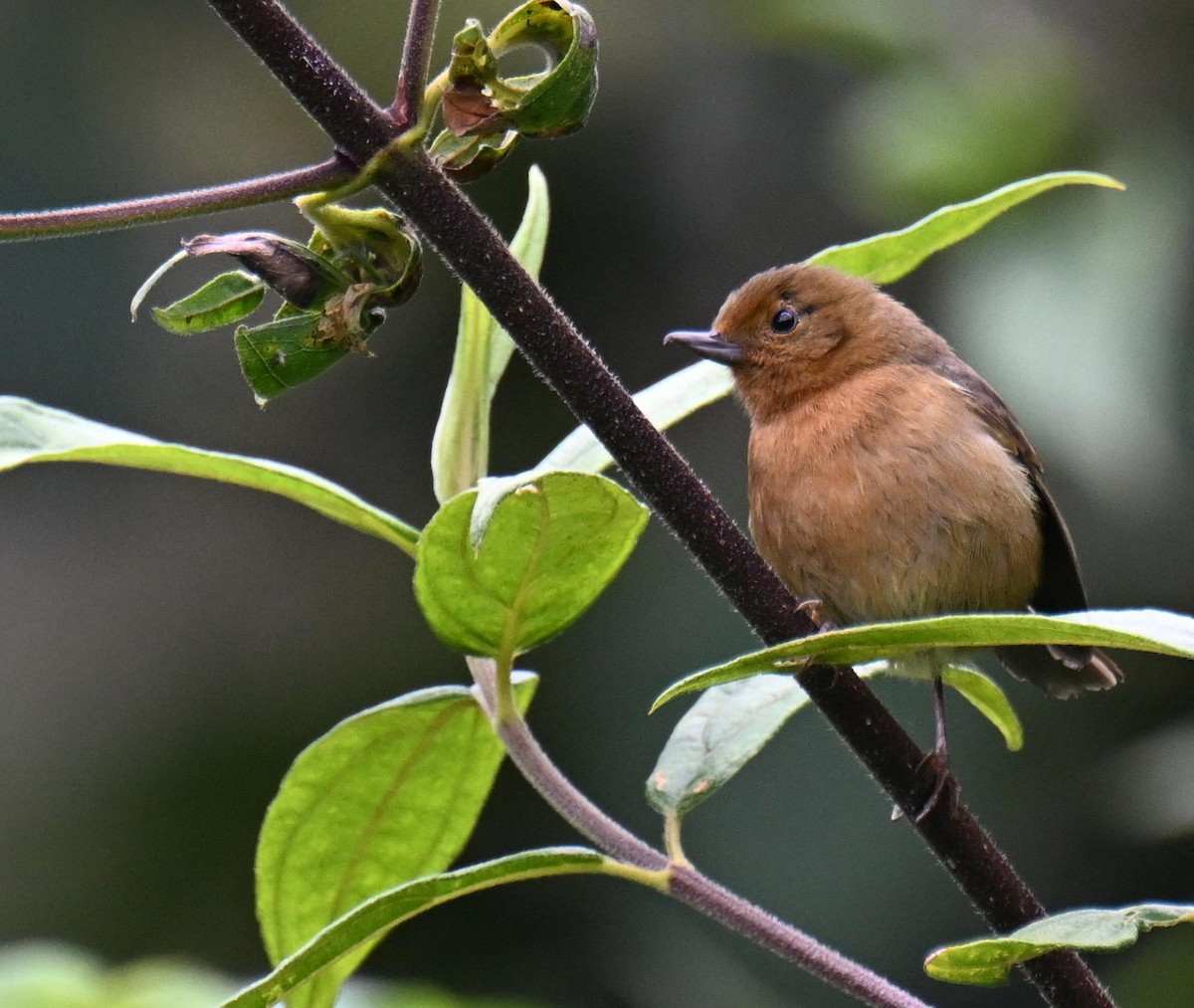 Pinchaflor Flanquiblanco - ML645562307