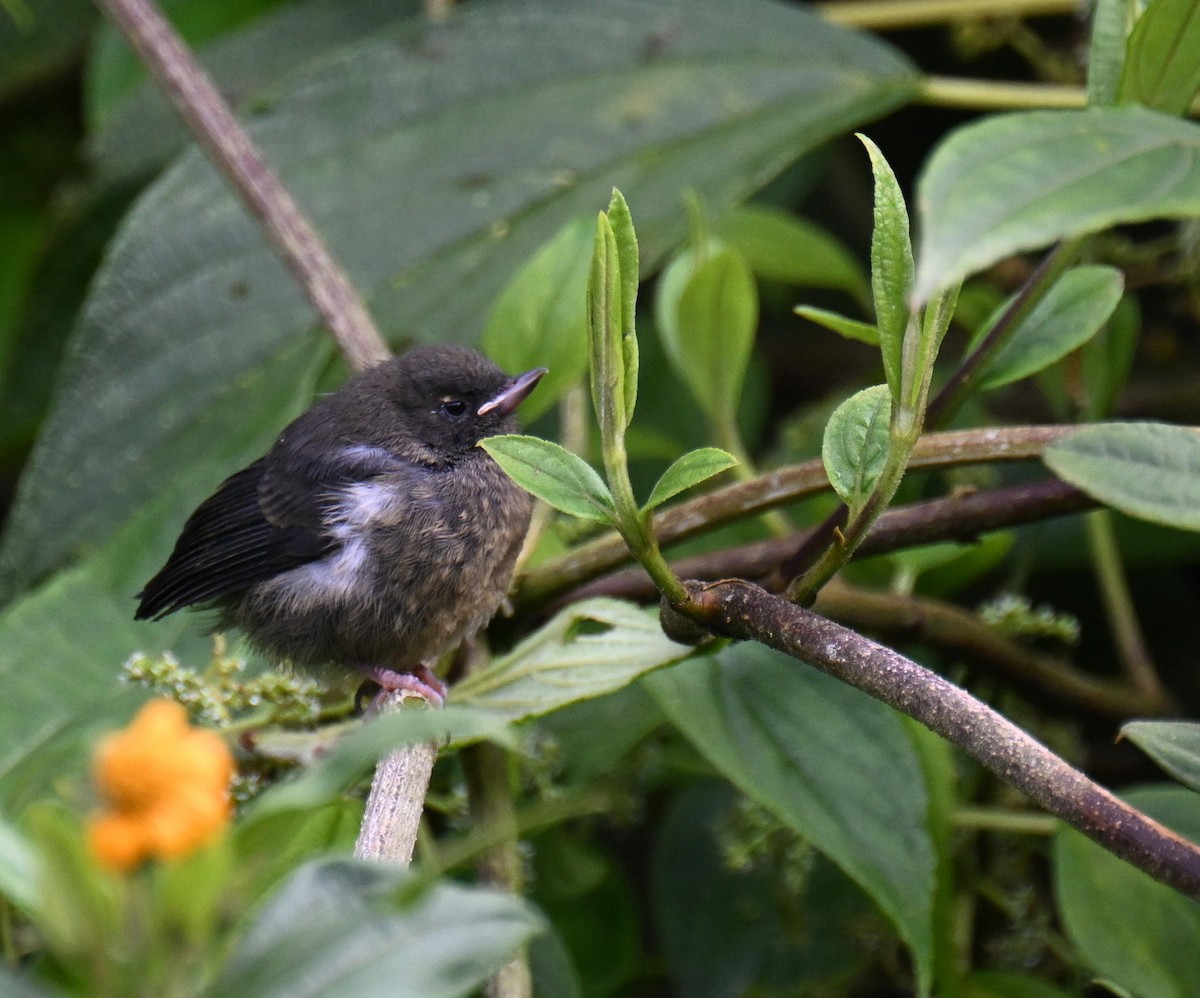 Pinchaflor Flanquiblanco - ML645562308