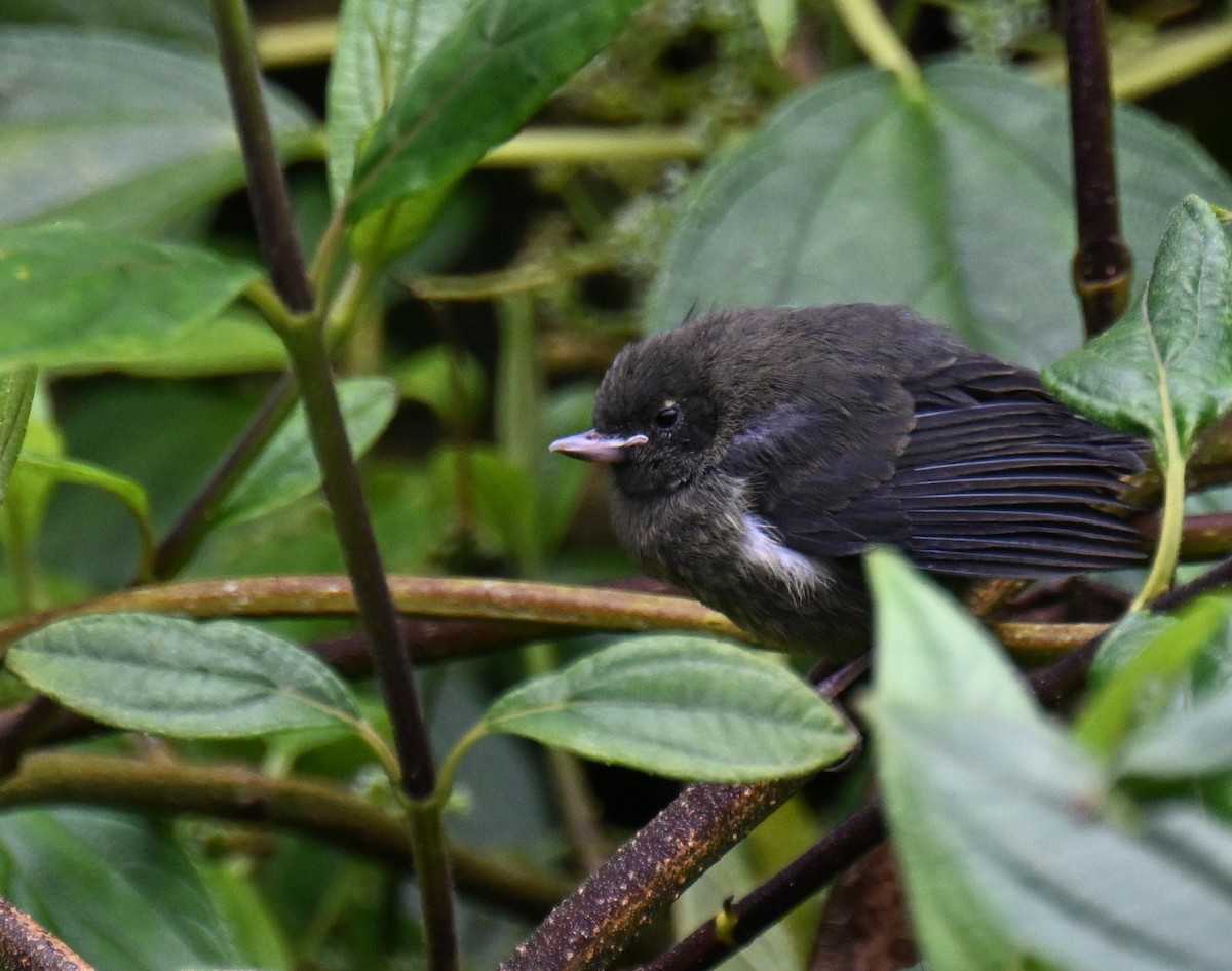 Pinchaflor Flanquiblanco - ML645562309