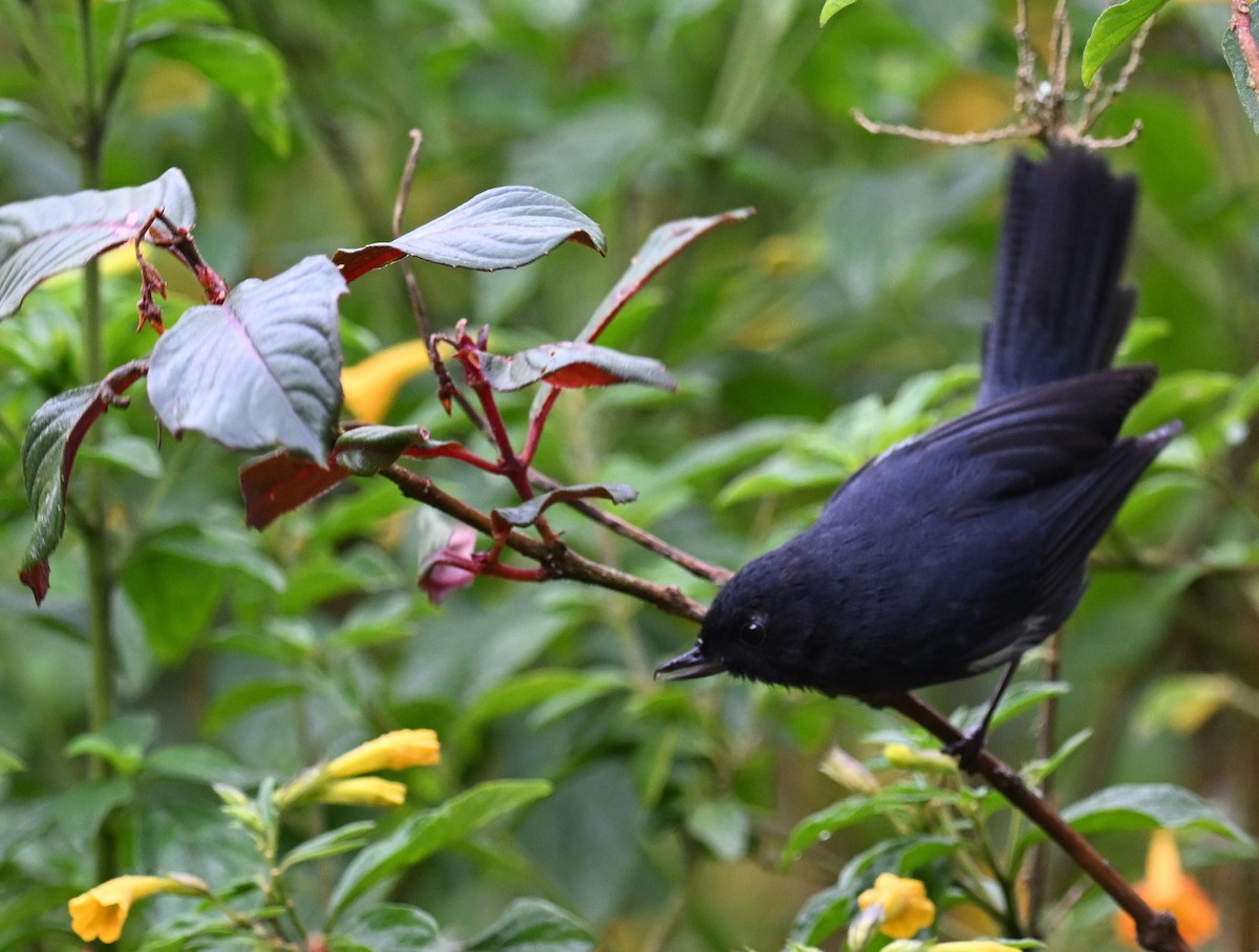 Pinchaflor Flanquiblanco - ML645562310
