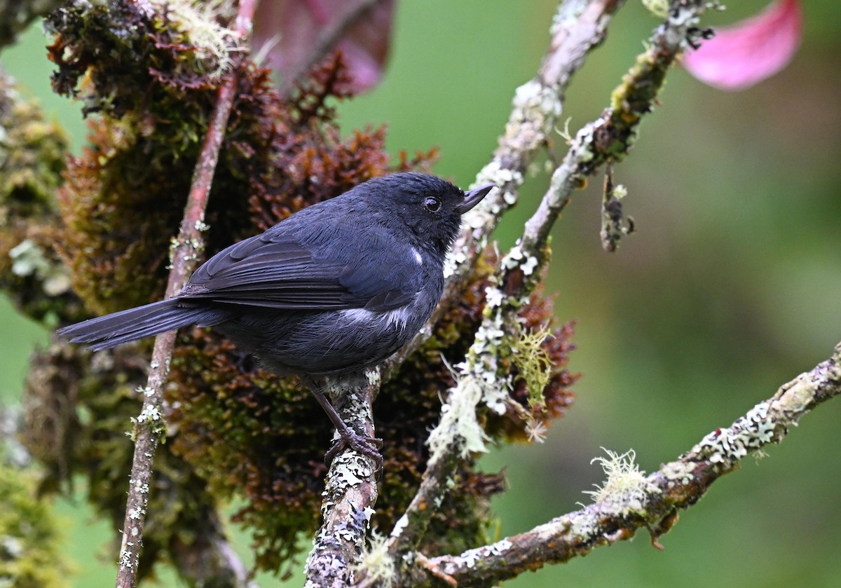 Pinchaflor Flanquiblanco - ML645562311