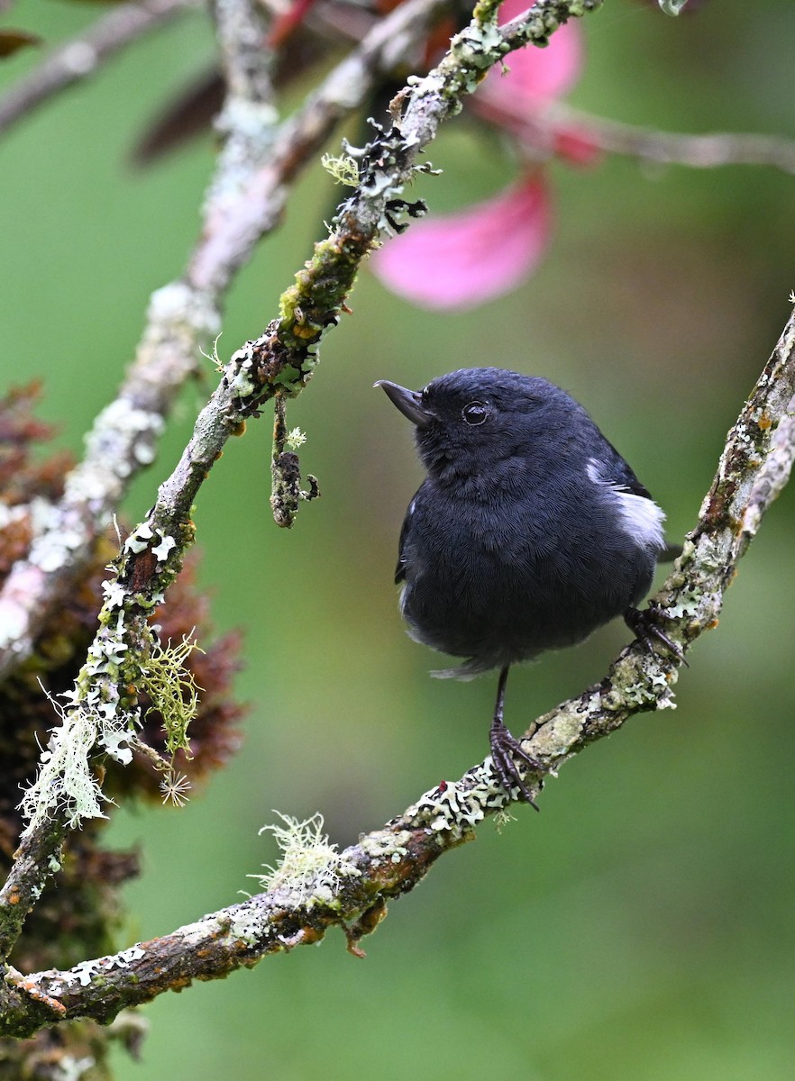Pinchaflor Flanquiblanco - ML645562312
