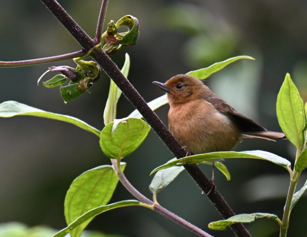 Pinchaflor Flanquiblanco - ML645562313