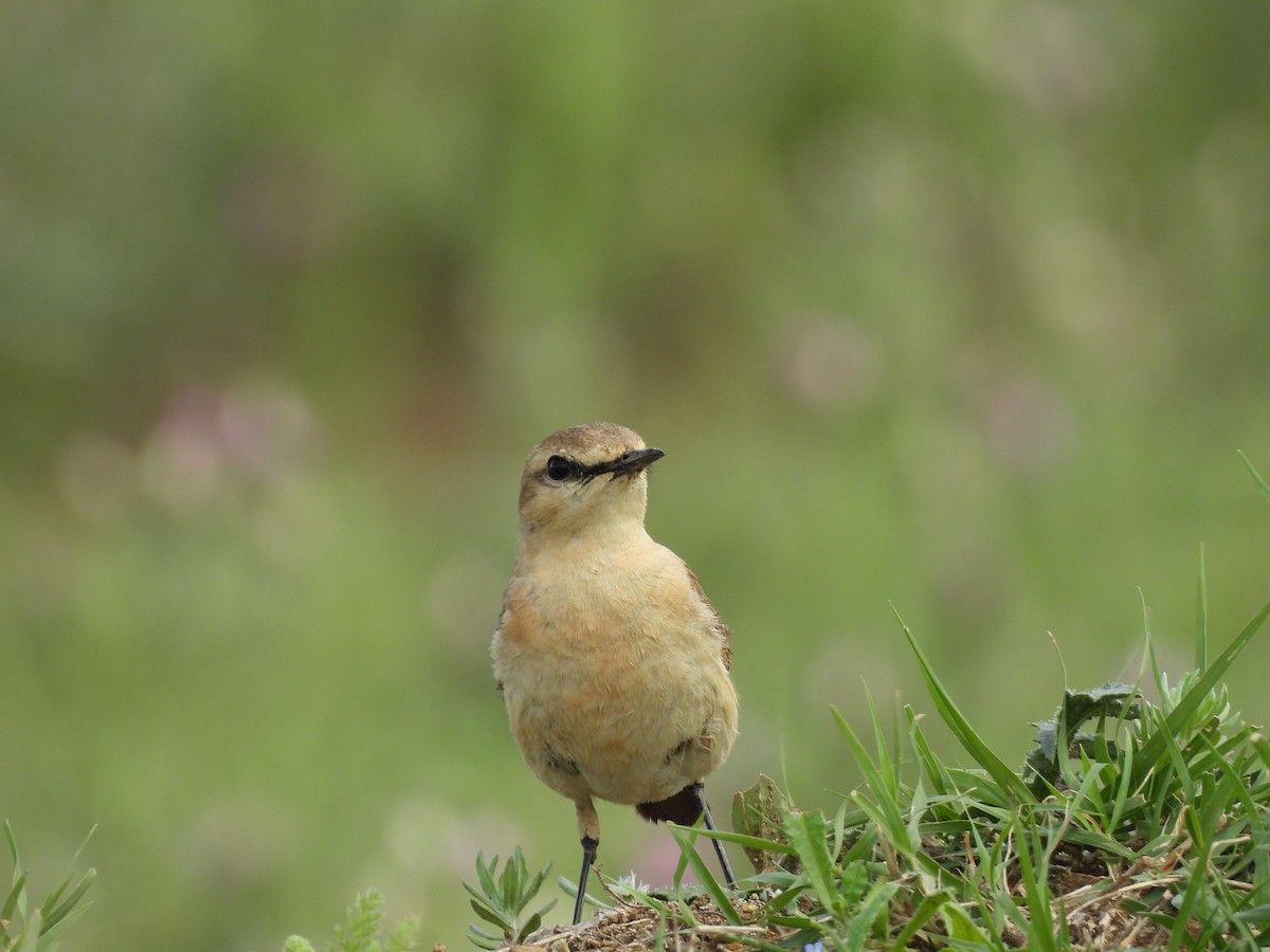 Collalba Isabel - ML645562314