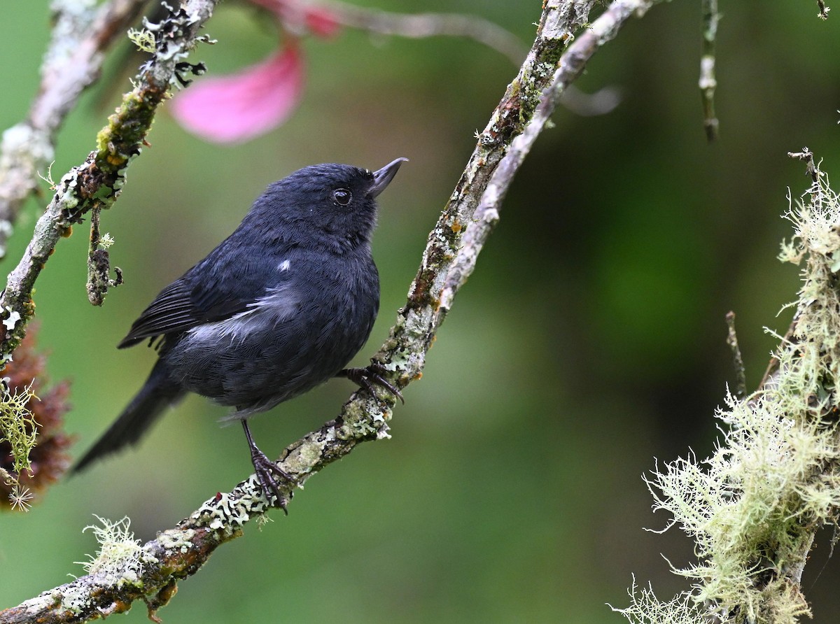 Pinchaflor Flanquiblanco - ML645562315