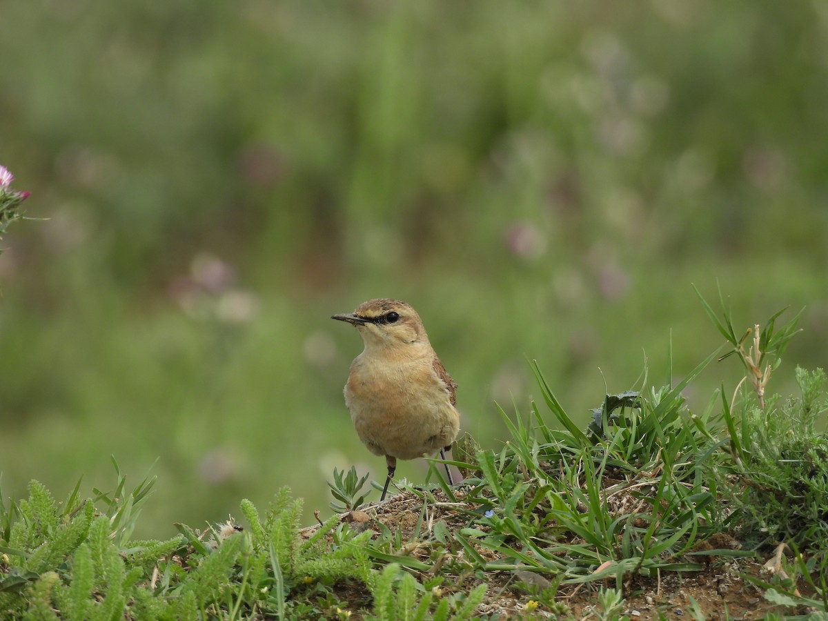 Collalba Isabel - ML645562320
