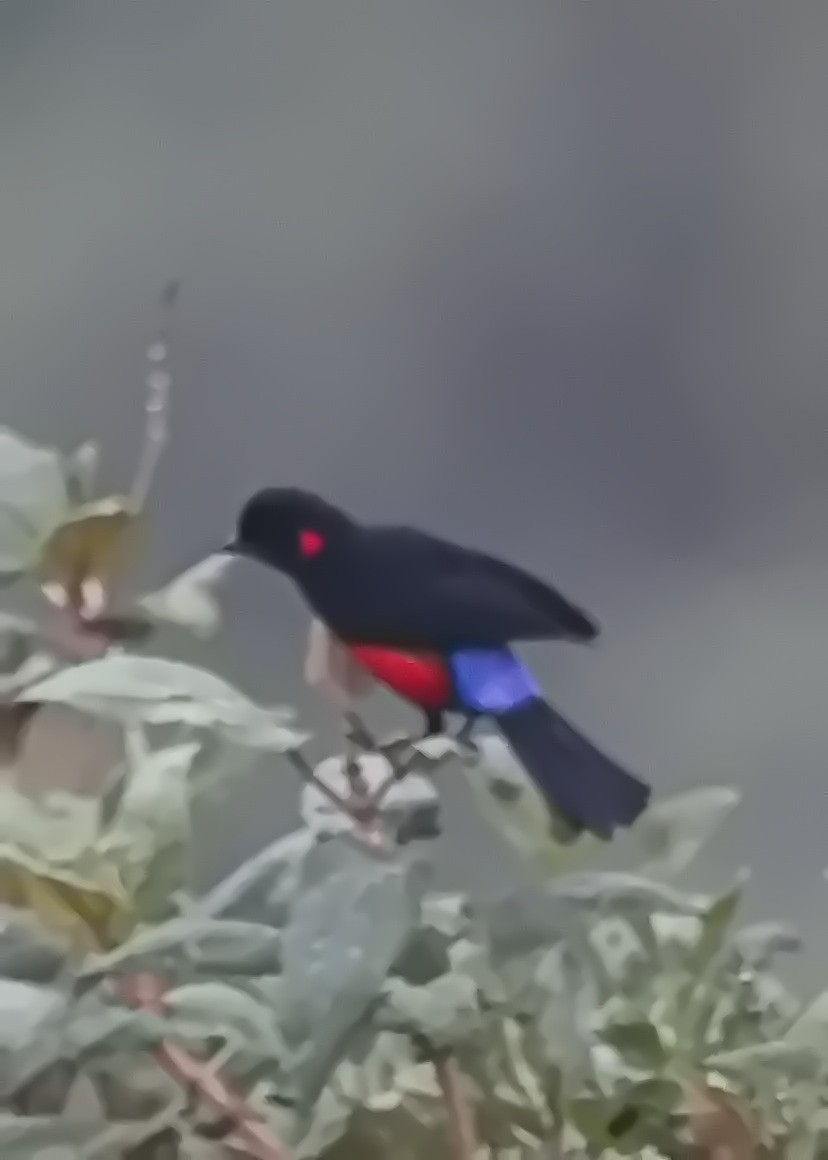 Scarlet-bellied Mountain Tanager - ML645562322