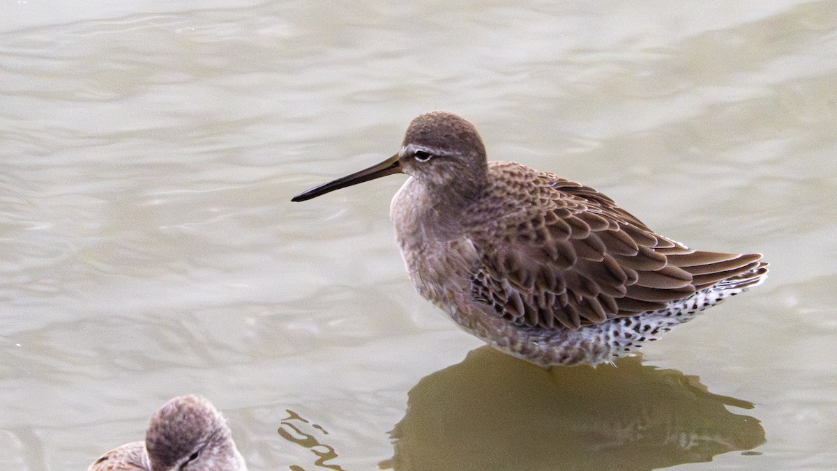 Long-billed Dowitcher - ML645562326